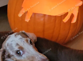KC Dapple Miniature Dachshund Girl