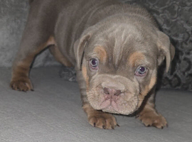 *LAST MALE* Lilac Tri English bulldog puppies