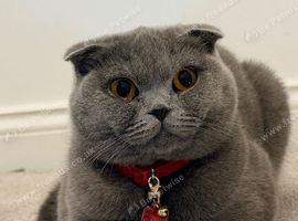 Beautiful 1-Year-Old Female Cat Looking for a Loving Home