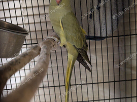 Female Indian ringneck