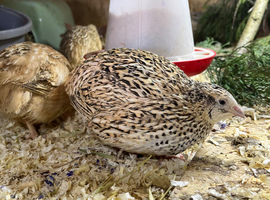 Quail