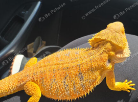 Beautiful female bearded dragon blue bar