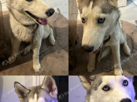 Siberian Husky