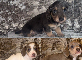 Miniature dachshund