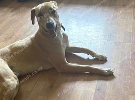 Saluki bull lurcher