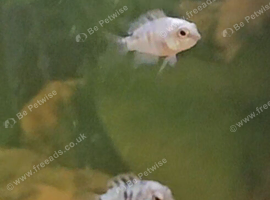 Blue Polar Parrot Fry