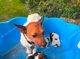 Miniature Jack Russell tri coloured boy puppy ready in two weeks