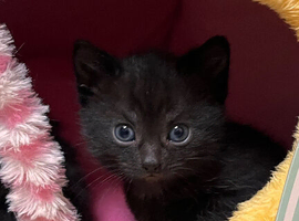 1 Bombay kitten