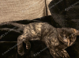 Sphynx cross kitten female