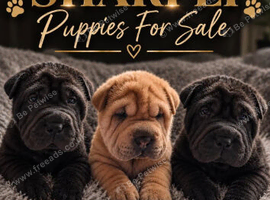 3 beautiful sharpi puppies