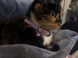 Beautiful Kittens