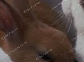 Beautiful male neutered rabbit