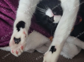 Tuxedo mustache boy (ready to leave)