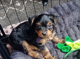 YORKSHIRE TERRIER PUPPIES BOYS AND GIRLS.