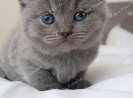 ️ Kittens Arriving Soon ️