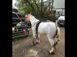 Perl halfbred mare