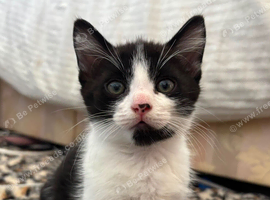 One last kitten looking for his forever home!