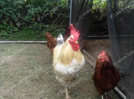 9 month old black tip cockerel free to good home