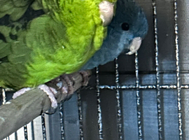 Pair of linnies