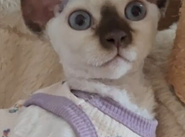 Beautiful Devon Rex Girl &ndash; Ready for Her Forever Home