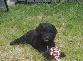 Male cockerpoo