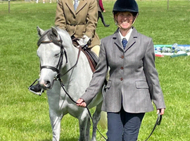 Welsh Section B Mare for Sale