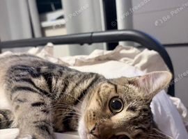 7 month old hazel