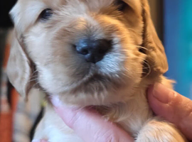 Cocker spaniel puppies for sale