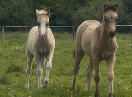 Welsh part bred filly