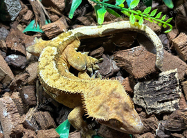 crested geckos plus setup for sale