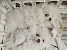 2 pomeranian puppies 1 male 1 female