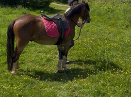 12.2/3H - 4Yo - Ride & Drive - Bay - Gelding - Riding Pony