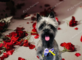 Girl cairn terrier