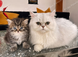 Persian Kitten For Sale