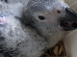 Baby African greys