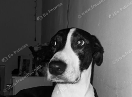 Lurcher/staff
