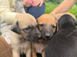 Outstanding Working-Bred Whippet Lurcher Puppies