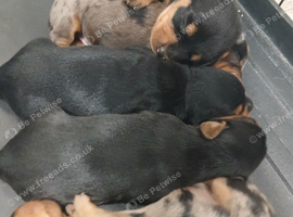 Dutch hound puppies