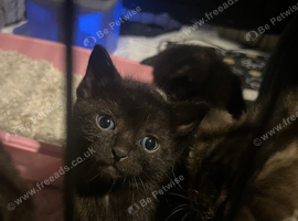 2 boy kittens