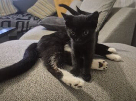 Beautiful kittens
