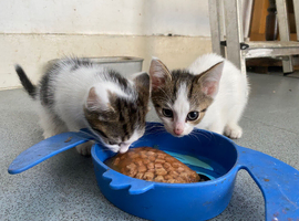 Kittens