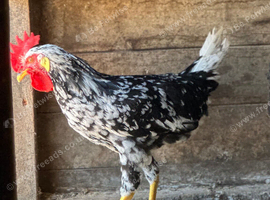 EXCHEQUER LEGHORN COCKERELS