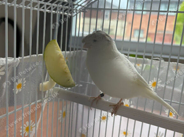 Female Gloster Canary White  &ndash; Manchester