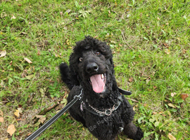Labradoodle F1b