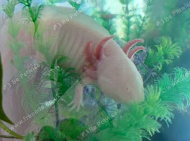 Axolotl and tank for sale