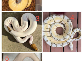 Urgent various royal python adults for sale
