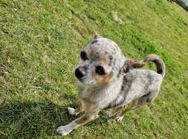 Chihuahua Stud