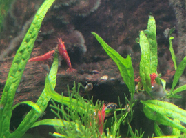 Red cherry shrimp