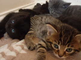 litter of 5 kittens