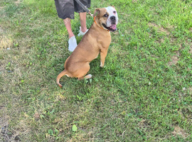 Olde english bulldog bitch